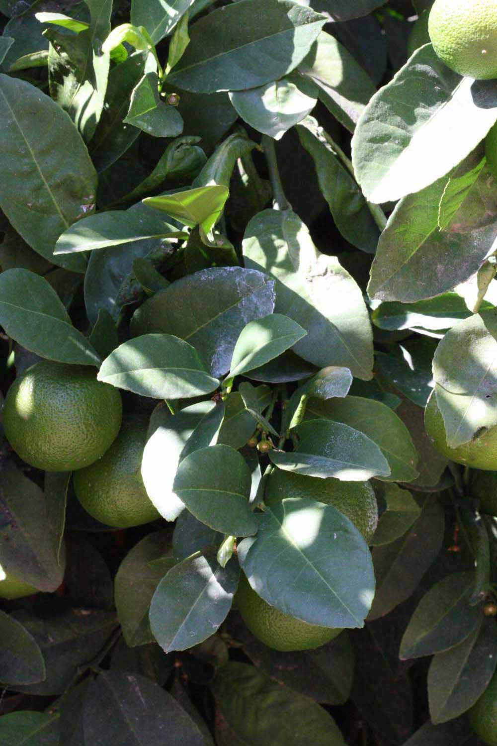              Shade leaves (Riverside, CA)       